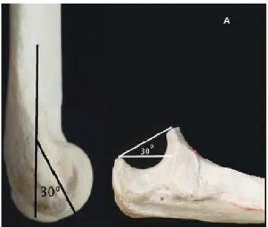 Şekil 4: Sagittal planda humerus distali ile ulna proksimali arasındaki uyum 