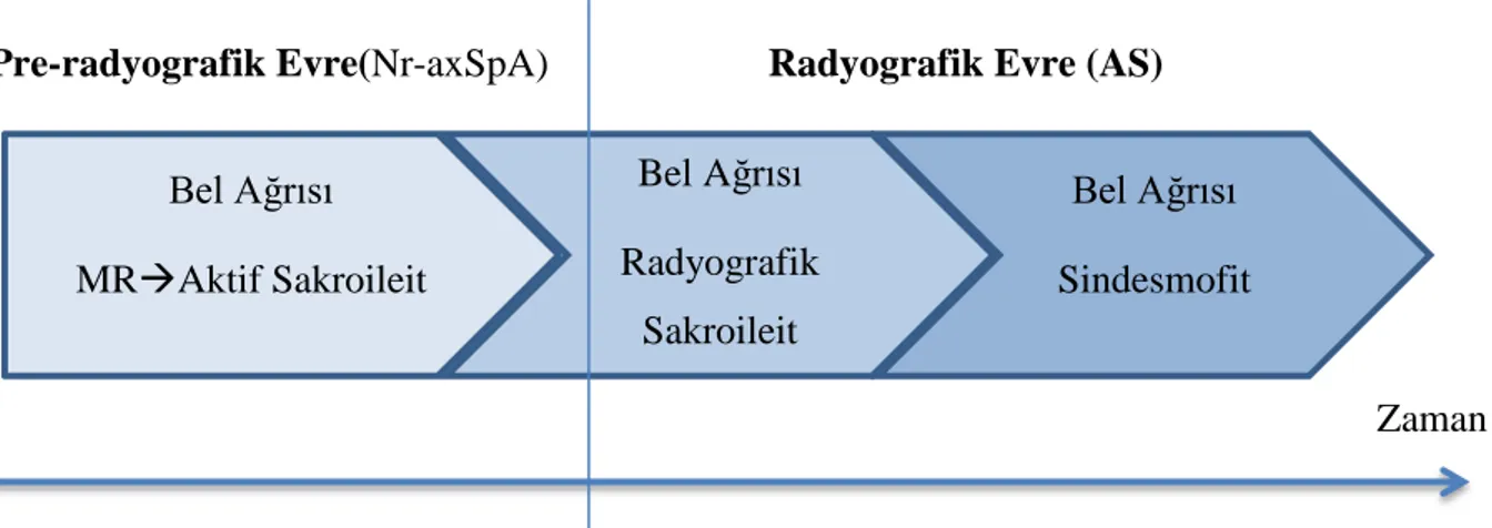 Şekil 3. AxSpA gelişim evreleri (46) 