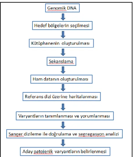 Şekil 2. Çalışmanın akış şeması 