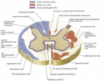 Şekil  3:  Başlıca  lif  ve  traktlar  (Netter  FH:  Beyin  ve  omurliğin  anatomisi,  The  Netter  Collection of Medical illustration Nervous System, Volume 1: Part I: Anatomy  and Physiology, Ed: Brass A, Elsevier Saunders, 2007, pp: 36-66 ‘den Türkçeye 