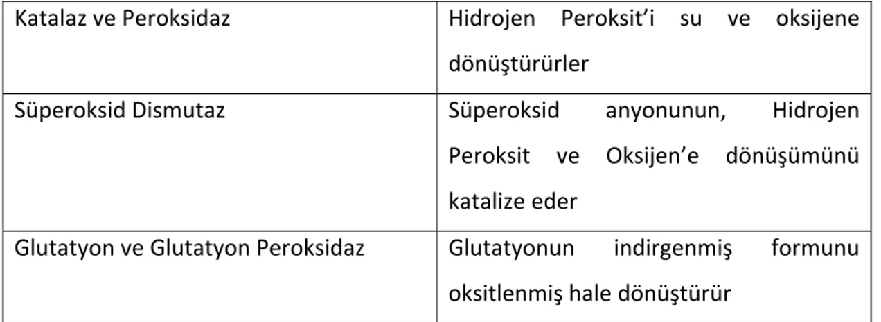 Tablo 11. Endojen Antioksidanlar (163).  