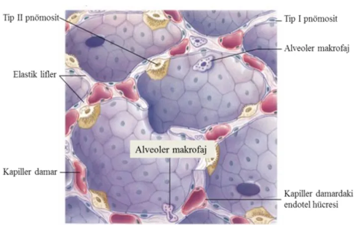 Şekil 2-3: Alveoler organizasyon 