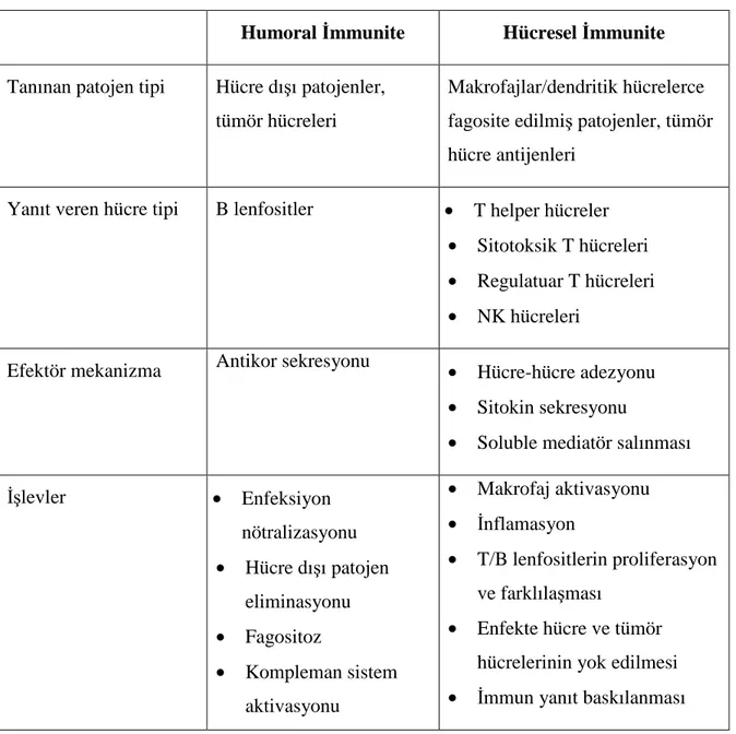 Tablo 3. Humoral ve hücresel immunitenin genel özellikleri 