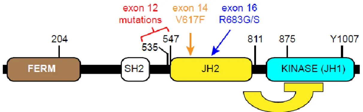 Şekil 1.JAK2 proteini domain yapısı 24 