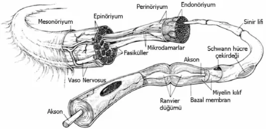 Şekil 2: Normal periferik sinir anatomisi. (Brandt KE, Mackinnon SE: Microsurgical 