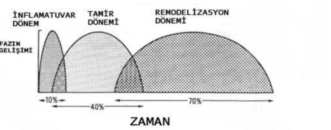 Şekil 8: Kırık iyileşmesi evreleri  