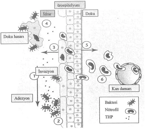Şekil 2.2. Üriner sistemi koruyan konak faktörleri   (1-İdrar akımı, 2-Antiadezyon  faktörleri,  3- Antimikrobiyal faktörler, 4-Hücre dökülmesi, 5- Kemokin ve sitokin üretimi, 6- Nötrofiller) 
