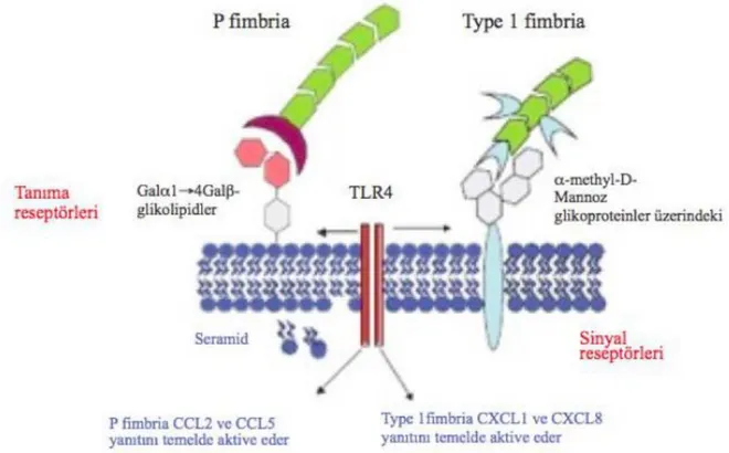 Şekil 2.8. E.coli’nin TLR tarafından tanınması 