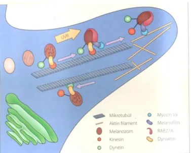 Şekil 2: Melanozomların dendritlere hareketleri (kaynak 11’den alınmıştır)