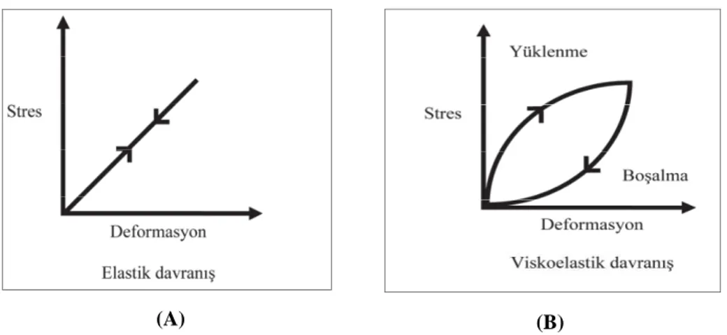 Şekil 13: Stres karşısında oluşan elastik (A) ve viskoelastik (B) davranış biçimleri gösterilmektedir 