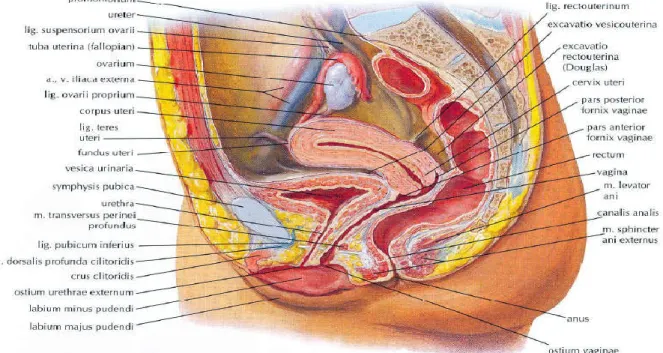 Şekil 1. Kadın pelvik organlarının sagittal kesitte şematik görünümü [1] 