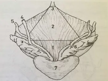 Şekil  3.  Mesanenin  dorsalden  görünümü.  1.Mesane  tabanı,  2.Mesane  üst  yüzeyi,  3.Apeks, 4.Üreter, 5.Vas deferens, 6.Vezikula seminalis, 7.Prostat [2] 