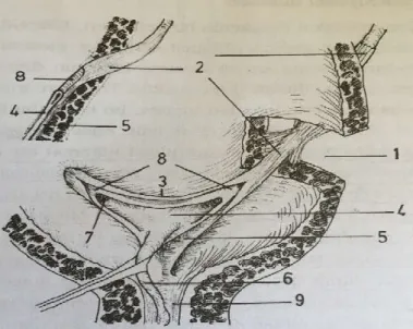 Şekil  5.  Üreterovezikal  bileşkenin  şematik  görünümü.  1.Üreteral  hiatus,  2.Waldeyer  kılıfı,  3.İnterüreterik  bar,  4.Yüzeyel  trigon,  5.Derin  trigon,  6.Krista  üretralis,  7.Üreter  orifisi, 8.Üreter, 9.İnternal orifis [2] 