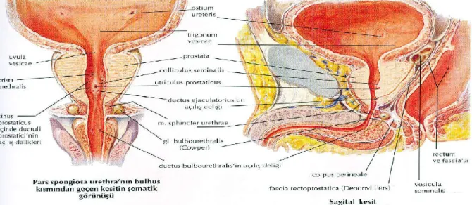 Şekil  7.  Pars  spongiosa  urethranın  bulbus  kısmından  geçen  koronal  ve  sagittal  kesitlerin şematik görünümü [1] 