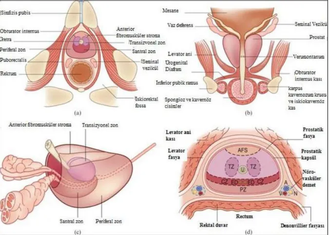 Şekil 1. Prostatın anatomik komşulukları (a ve b) ve anatomik zonları (c ve d)   