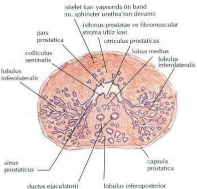 Şekil 2. Prostat enine kesitinin histolojik görünümü [12] 