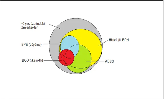 Şekil 3. BPH, AÜSS, BPE, BOO arasındaki ilişkiyi gösteren diagram [13] 