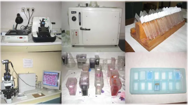 Şekil 12  Laboratuvarda kullanılan teknik, boya ekipmanları ve fotoğraflama işlemi  gerçekleştirilen mikroskopik görüntüleme sistemi 
