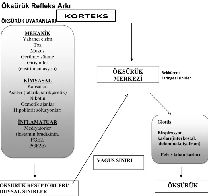 Şekil 2.1. Öksürük Refleks Arkı 
