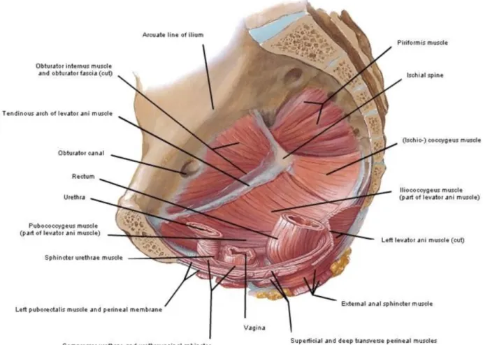 ġekil 1: Pelvik taban anatomisi (118) 