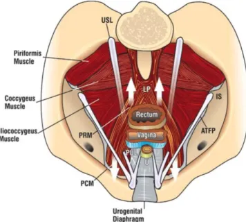 ġekil  6  'da  kasların  kuvvet  yönü gösterilmektedir. Pubokoksigeus  kasının  (PCM)  anterior  kısmı  vagen  lateral  duvarına  yapıĢır  ve  vagenin  anteriora hareketinde kuvvet uygular