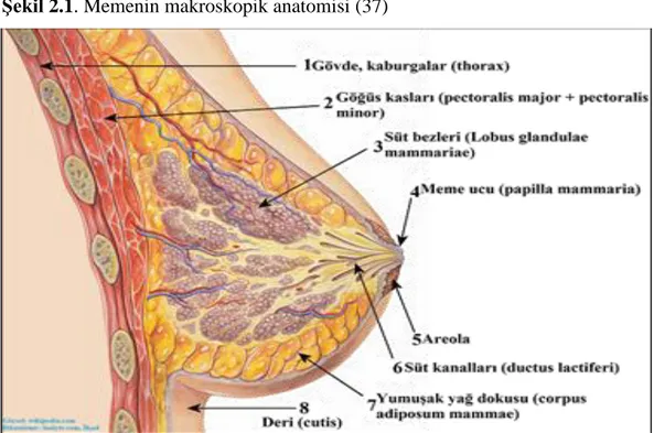Şekil 2.1. Memenin makroskopik anatomisi (37) 