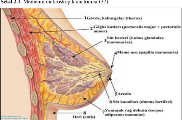 Şekil 2.1. Memenin makroskopik anatomisi (37) 