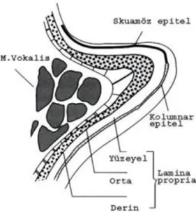 Şekil 1: Vokal kord histolojisi 