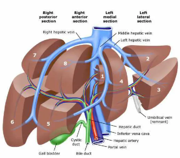 Şekil 2: Karaciğerin Segmentlerinin Diagramı 