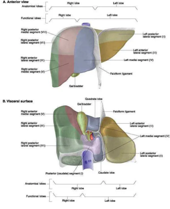 Şekil 3: Karaciğerin normal anatomisi karaciğerin önden ve alttan görünüşü.   (Lippincott Williams &amp; Wilkins Atlas of Anatomy’den alınmıştır