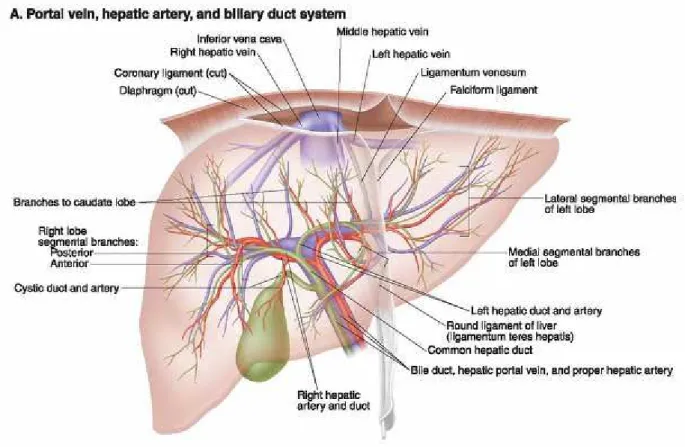 Şekil  4:  Portal  ven,  hepatik  arter  ve  bilier  sistem  anatomisi.  (Lippincott  Williams  &amp;  Wilkins  Atlas of Anatomy’den alınmıştır.) 