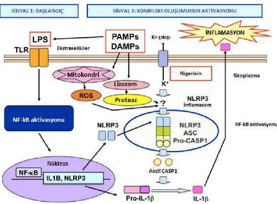 Şekil 2.3.  NLRP3 inflamazom aktivasyonu  için iki aşamalı sinyal [37]. NLRP3, ASC ve pro-kaspaz  1’den oluşan NLRP3 inflamazomunun aktivasyonu, iki aşamalı sinyallerle sıkı bir şekilde  düzenlenir