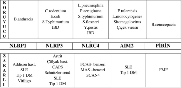 Tablo 2.1.  Hastalıklara karşı inflamazomların koruyucu ve zararlı etkileri [24] 