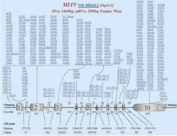 Şekil 2.5. İnfevers veri tabanında MEFV geninde saptanan mutasyonlar  2.4.2.  Ailevi Akdeniz Ateşi’nde Genetik  