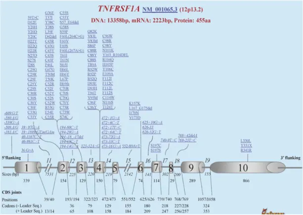 Şekil 2.7. İnfevers veritabanına göre TNFRSF1A geninde saptanan mutasyonlar 