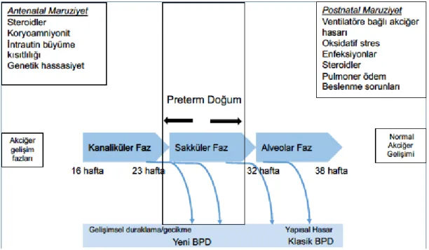 Şekil 1. BPD gelişiminde rol alan olası faktörler [55] 
