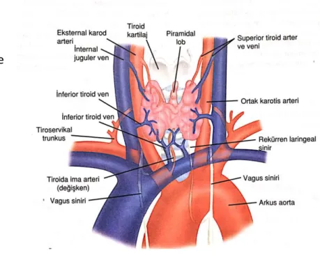 Şekil 1 : Tiroid anatomisi ve boyunda yerleşimi