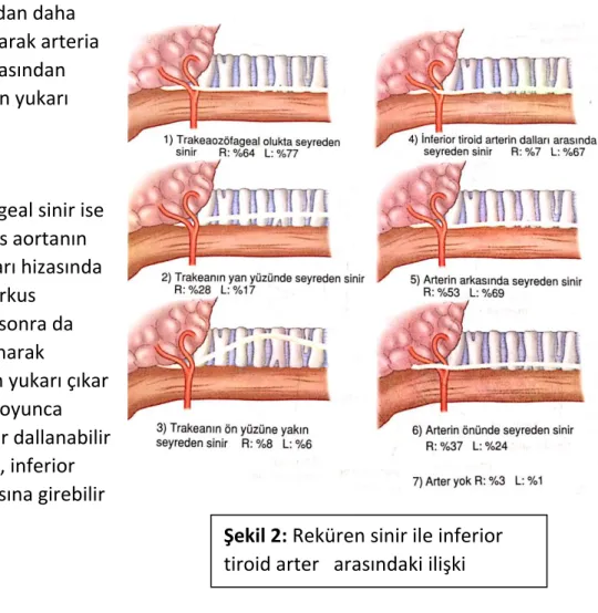 Şekil 2: Reküren sinir ile inferior 