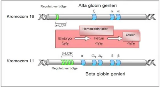 Şekil 3. Embryonik, fötal ve erişkin globin ve buna bağlı Hb tipindeki ontogeni 