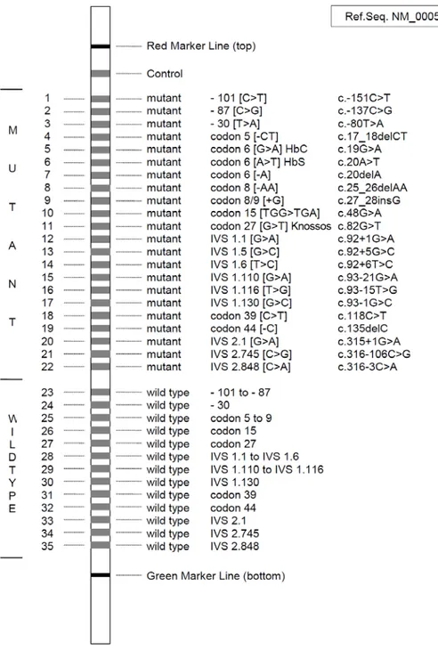 Şekil 10.   Beta talaseminin moleküler tanısında kullanılan Strip Assay. Test ile saptanabilen  mutasyonlu ve normal allelleri gösteren bantlar 