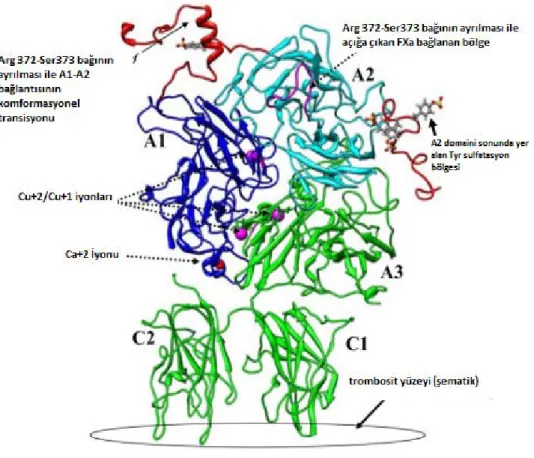 Şekil 2.2: FVIII proteininin yapısı 