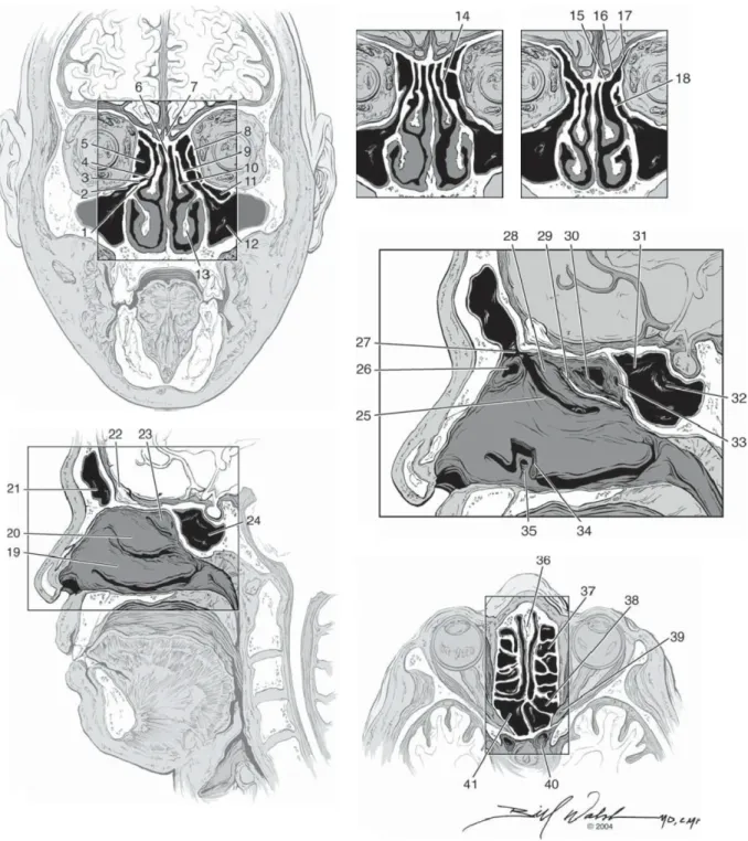 Şekil 1. Sinonazal Anatomi, 1- Unsinat Çıkıntı; 2- Maksiller Sinüs Ostiumu; 3-  Ethmoidal  Infundibulum;  4-  Hiatus  Semilunaris;  5-Bulla  Ethmoldalis;  6-  Etmoid  Kemiğin  Perpendiküler Laminası; 7- Crista Galli; 8- Lamina Papyracea; 9- Sol Unsinat Çık