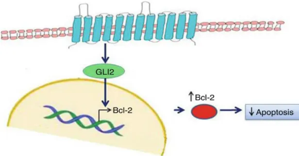 Şekil 4:  Hedgehog yolağında Bcl-2 aktivasyonu. Mutasyonlar sonucunda yolaktaki  proteinlerin aşırı upregülasyonu apopitozu önleyen Bcl-2 geninin overekspresyonuyla  sonuçlanır