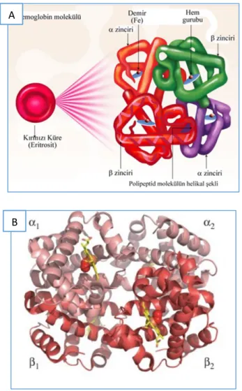 ġekil 2.1: EriĢkin Hemoglobin HbA yapısı (A); HbA‟nın üç boyutlu yapısı (B) (sarı:  protoporfirin IX halkası, kırmızı küre: O 2 , turuncu küre: demir atomu) [17, 18] 