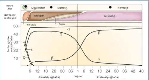 ġekil 2.6: Embriyonik, fetal ve doğum sonrası dönemde globin sentezi [39] 