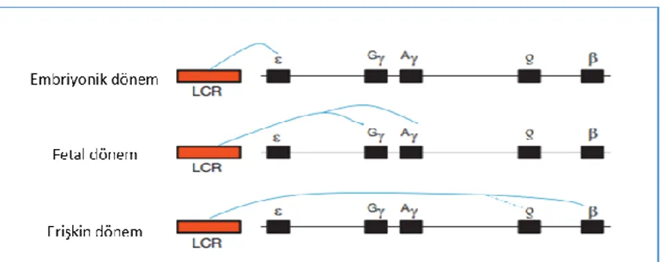 ġekil 2.7: LCR ve beta globin gen kümesinin insan geliĢiminin farklı  evrelerindeki etkileĢimleri [43]  