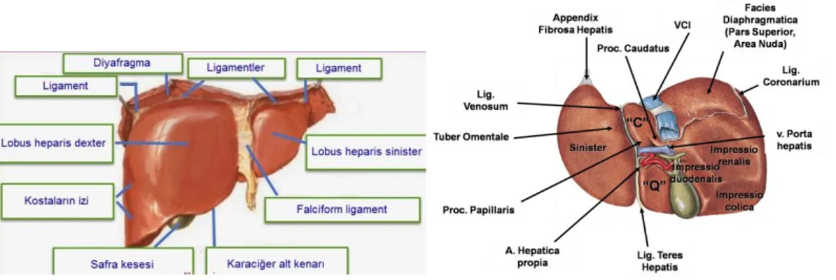 Şekil 1. Karaciğerin anatomik yapısı  Karaciğerin Segmentleri 