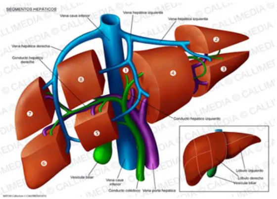 Şekil 2. Karaciğerin cerrahi anatomisi (Couinaud sınıflaması)  Karaciğerin kanlanması 
