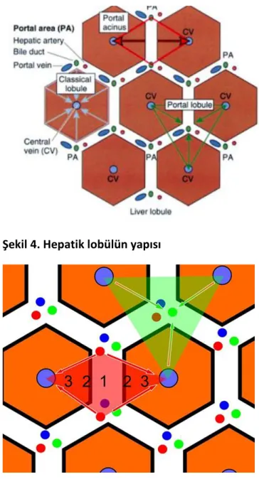Şekil 5. Hepatik asinus yapısı 