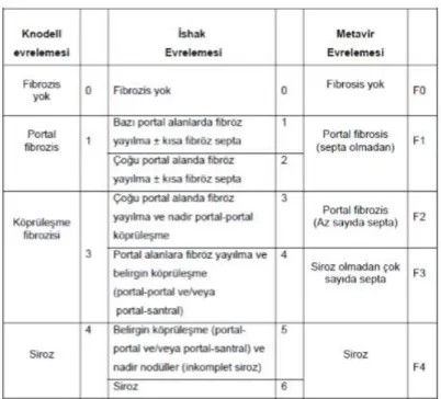 Tablo 2: Knodell, Ishak ve Metavir evreleri (Goodman, 2007) 